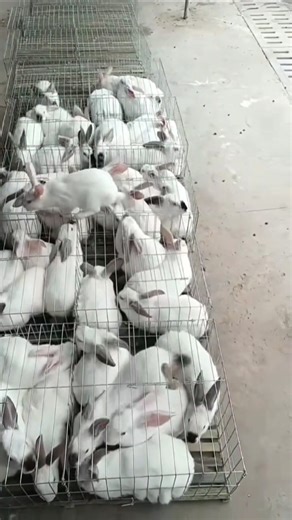 Rabbit Relocation: Transferring Rabbits in Secure Cages on the Farm 👀