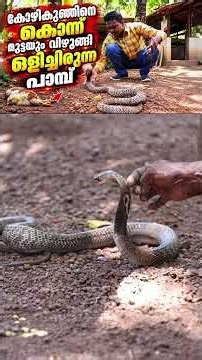 കോഴികുഞ്ഞിനെ കൊന്ന് മുട്ടയും വിഴുങ്ങി ഒളിച്ചിരുന്ന പാമ്പ് #SnakeMaster #VavaSuresh #CobraRescue