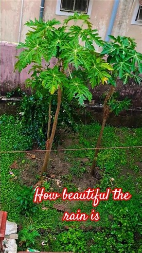 beautiful rain in my village, mango Orchard #naturelovers #song #garden # shorts #viral #ytshorts