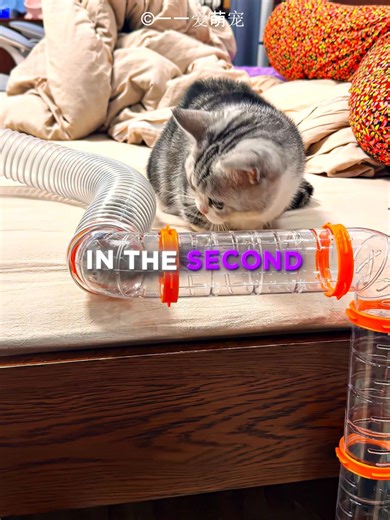 This Squirrel Is Too SMART 🐿️♥️ #shorts