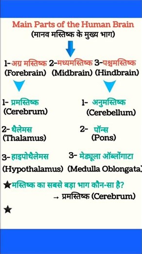 🔥अग्र मस्तिष्क का सबसे बड़ा भाग कौन सा होता है #forebrain #viral #brain #shorts #viralvideo #biology
