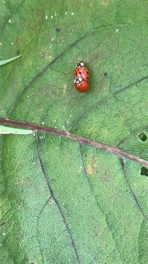 Shortest short ever 🤣 #funny #comedy #ladybug #hilarious