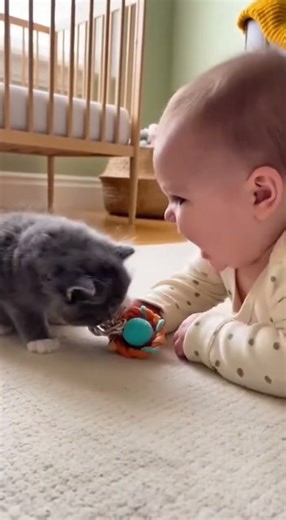 Heart Exploding! Kitten Gently Pats Baby's Hand Over Toy, Precious Kitten Paw Pat on Baby #cat