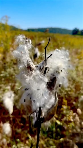 EXPLODING MILKWEED PODS 😱🌿 NATURE GOES WILD! 🔥 ￼