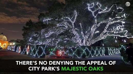 Learn how the popular Celebration in the Oaks at New Orleans City Park, which started in 1984 with a few decorated Christmas trees, became a can't-miss holiday event. | NOLA.com