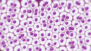 Animation Liver Cells Under Microscope Research Stock Footage Video (100% Royalty-free) 1039936685 | Shutterstock