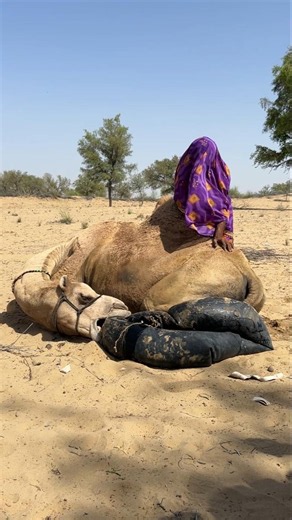 owner control to Camel ke