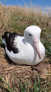 25K views · 1K reactions | The first northern royal albatross chick has hatched! Here’s a quick peek of the new chick (it’s only a peek because mum was very protective!) This is the first chick of the season and a teaser of what we can look forward to from our new and improved stream, in collaboration with Cornell University / Cornell Lab of Ornithology The stream: https://bit.ly/2TrPDIB : DOC | Department of Conservation | Facebook