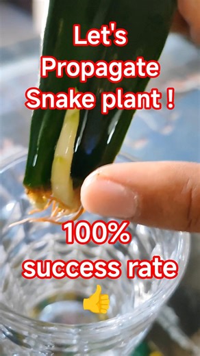“Turn one Snake Plant into MANY… in just days! 🌱🔥#snakeplant #snakeplantpropagation #plantcare