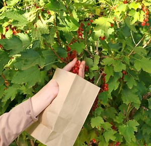 Des astuces de jardinage astucieuses pour un jardin florissant ! | Brico Enfants