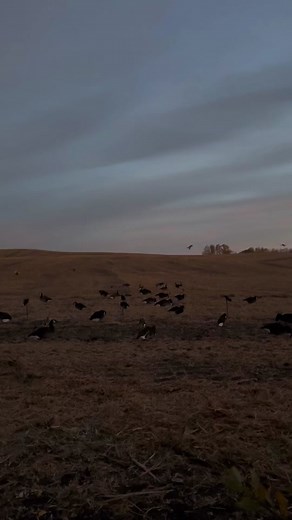 Dive Bomb Industries on TikTok