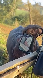 Hippo CHASES Tourists! #AnimalEncounters #Scary | Most Amazing Top 10