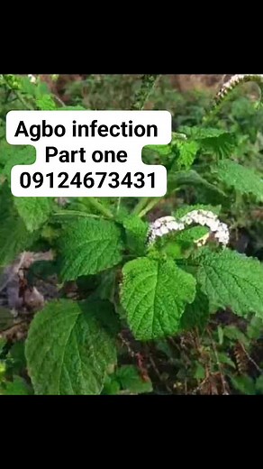 10K views · 181 reactions | Agbo infection Part one #fblifestyle | Asha'adat tv | Facebook