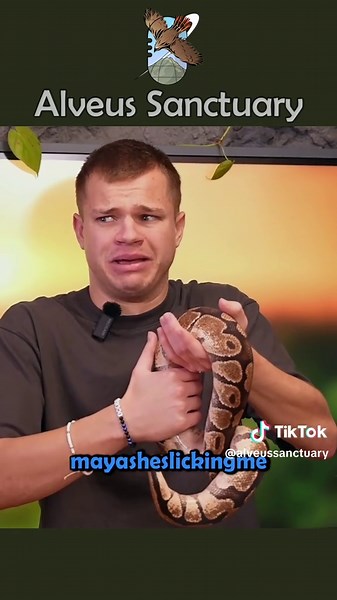 Conquering the fear of snakes one at a time 🙂‍↕️ *Patchy the python is an Alveus Educational Ambassador, not a pet* #alveussanctuary #jynxzi #mayahiga #snake #python