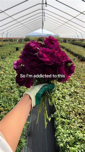 Discover the Allure of Dark Purple Roses for Your Garden