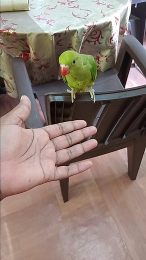 Cato full aprivoiser deja kone manger 59095112 | Tame Bird Seller