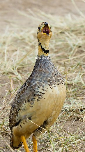 Coqui francolin Bird Calling Wincent ZpXNC #nature #wildlife #Bird | HAWI Studios