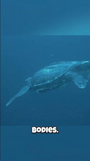 Sea Turtles Eat 500 LBS of Jellyfish DAILY?! 🤯