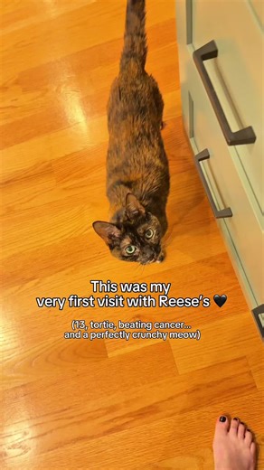 Reese’s is 13, a gorgeous tortie baby, fighting through nasal carcinoma, and is the sweetest little baby with the best cronchiest meow. I’m her lucky catsitter showing her new toys, giving her meds, taking a thousand pets, and introducing her to new bird friends. She is the sweetest tortie girl and I love love being with her. Watch how wonderfully sweet and beautiful this baby is… this is the most wholesome 🖤🤎 #tortishellcatsoftiktok #tortie #cats #catsitterlife #torti