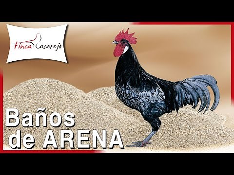¿Por qué las gallinas se dan baños de arena?