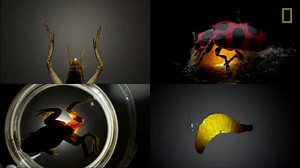 Meet nature's worst nightmare: mind-controlling parasites. http://on.natgeo.com/2ESqzEs | National Geographic History