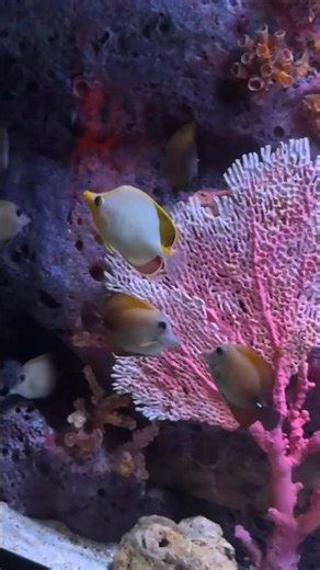 Exploring the Aquarium in Thailand 🐠🌊🇹🇭