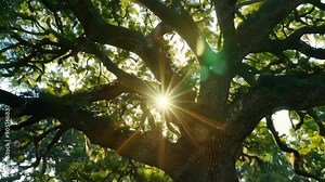Looking skyward into the sunlit canopy of a live oak tree