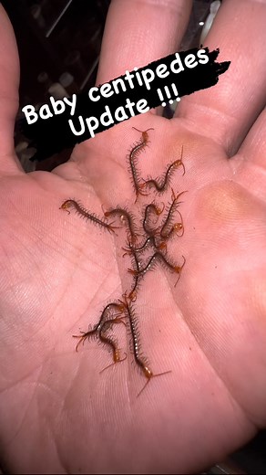 Update on the baby centipedes! Look at them they are just like their momma. 13 absolutely perfect little plings amazing. They surprised me with how well they stayed put. Till this rogue one decided to run away and cause chaos 😂😂😂. I would never thought at that size would it’s little jaws be that powerful! Actually penetrated my skin and envenomating me. I felt it like a sweat bee sting wasn’t bad at all. I had some minor swelling around the bite area. But the crazy thing was my finger went nu