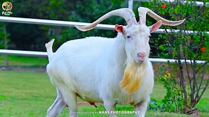 Three Saanen bucks. One vision. 🐐⚪️ Built on elite dairy genetics, structure, and efficiency — setting the foundation for serious goat milk production in Pakistan. Pure genetics. Disciplined breeding. At Goat Pure Farms 🤍🧬 #goatpurefarms #saanenpakistan #dairygoats #goatmilk #goatpure | Goat Pure Farms
