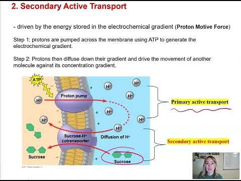 Cell Unit: Cell Membrane Structure, Permeability, and Transport