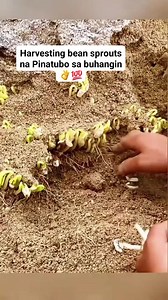Bean sprout Pinatubo sa buhangin #beansprout #beans #harvesting #harvester | Things around blogs
