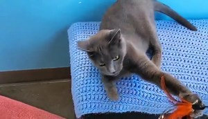 Meet Victoria 👑 Victoria (A812169) is a gorgeous gal who arrived with 6 beautiful, fluffy, and outgoing kittens, who have all been adopted. She is now spayed and looking for her forever home. She is outgoing, social, and loves to cuddle. However, she can be quite spicy and sassy so she is looking for a cat-savvy, adult only household. She does great with adults and this 2-year-old would like to be the queen of the household as your only pet. 📍 3839 Bradshaw Rd, Sacramento, CA ⏰ Open Tues-Sun N