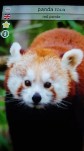 Bruit du panda roux / Red Panda Sound-