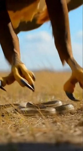 Eagle vs Snake Who Wins This Wild Battle?