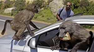 How Cape Town is learning to live with baboons | CNN