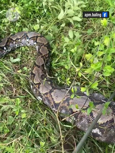Python captured after swallowing goat in Kedah