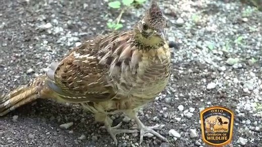 4K views · 34 reactions | Upland Game Bird Conservation: Ruffed...