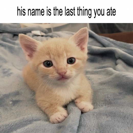 cheeseburger 🍔😼 #cat #meme