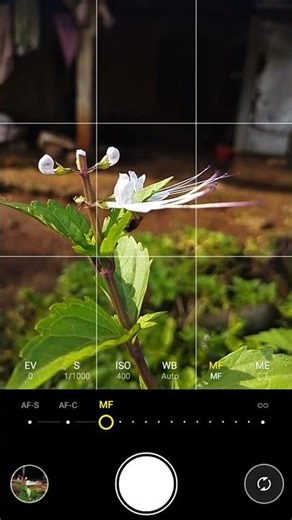 Creative Photography | Orthosiphon Aristatus | Click & Photo #photography