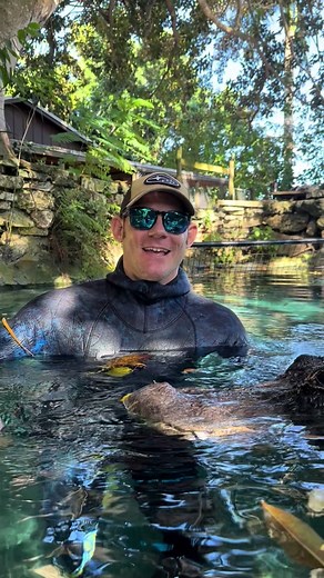 Gators in the ocean? Yep they do go into the ocean but won’t live there. American Crocs can drink saltwater and excrete it, gators can’t but they go in the ocean like people do, just to visit but not stay. ~~~You can come swim with me and Casper! If you want to come join you can book online now, go to www.crocodilechris.com Let me know if you want to go! Observation and photos only at @evergladesoutpost and tour participants are separated from gators by safety fence. Remember all the gators you