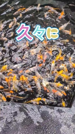 🐟ド素人が挑む新たな生簀作り🐟 Building a new Glass Koi Pond! 🐟 #ガラス #水槽 #チャレンジ #DIY #koipond