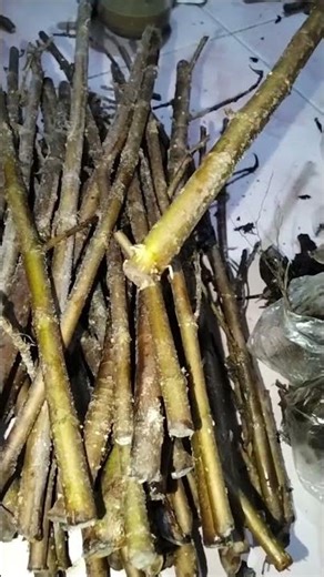 easy way to propagate fig tree #figtree #gardeningtips #grafting #garden #gardening