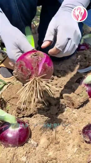 Peel freshly dug onions directly