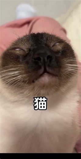 Cute Kitten vs Smart Siamese Cat: Logic Battle