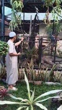 The Ruling on Keeping Birds in Cages