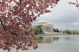 Prepare For Cherry Blossom Blooms This Weekend!