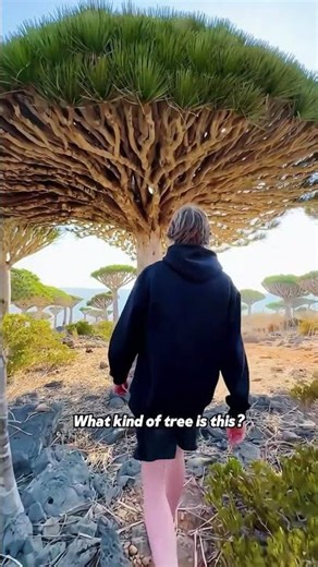 THIS IS A TREE? Bleeding Trees, 120-Ton Water Tanks #MindBlown #RareTrees #BucketList #TreeHugger