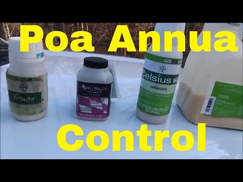Weed Control Tips for Poa Annua Control