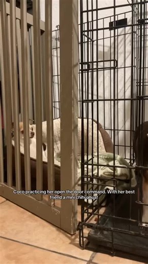 coco_in_training (@coco_in_training)’s videos with original sound - coco_in_training