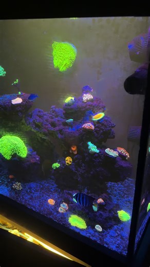 tank just hit 6 months old,made a huge comeback after the crash.had tons of help from amazing people in the community.dont hate on the dirty glass i was being lazy #reeftank #fyp #coral @ReefRelief @Jeremy Gattis @nathanb_reefing @Reefing After Dark @Addicted_To_Reefing @OG AquaticCreationsAquaculture @REEFING REALTOR® @Applesauce @LGVibes🪸💉⚡️